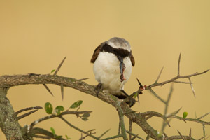 shrike